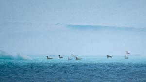 Arctic Gulls