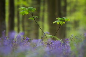 Hallerbos 3       