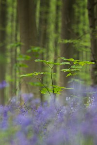 Hallerbos 2       