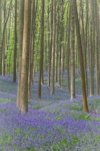 Hallerbos 1       