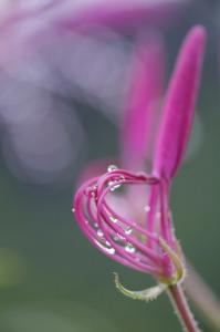 Rudy De Maeyer Macro-8