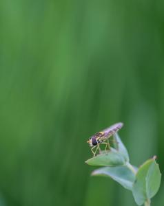 Garden life