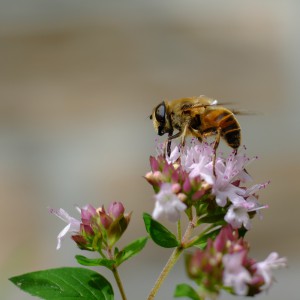 Oregano