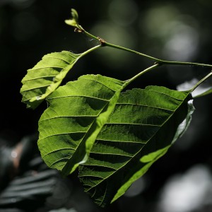 shadow leaves