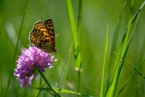 In Slovenian fields