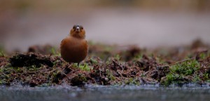 Vink