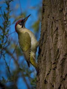 Groene specht 